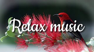 Requiem In Cello - Hanu Dixit