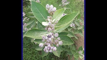 Best Camera App for Android in tamil 💯👌🤳📱📸  4K quality photos #shalinidiary @shalinidiary #camara