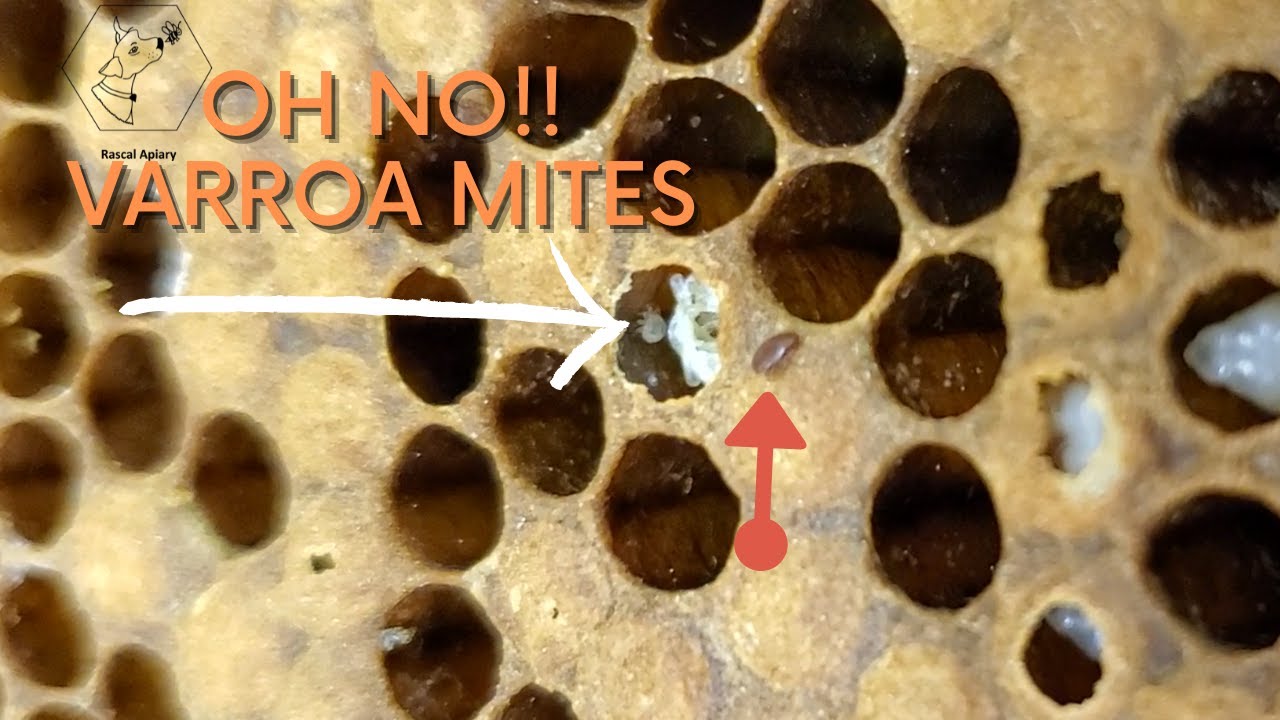 What does a Varroa Mite look like? | Close up of a Varroa Female and ...