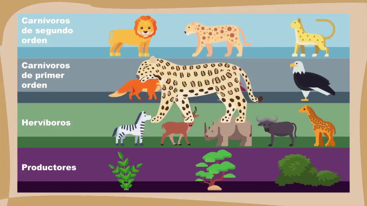 21 La vida en la selva seca de Chamela - YouTube