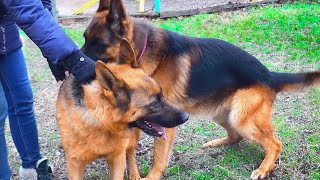 POWERFUL AND BRIGHT German Shepherd Rex and Maru. We are waiting for puppies. Odessa. by Канал о собаках NG Одесса. German Shepherd. 45,230 views 8 months ago 3 minutes, 54 seconds