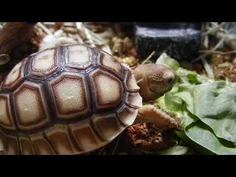 【盾臂龜】大佬之日常