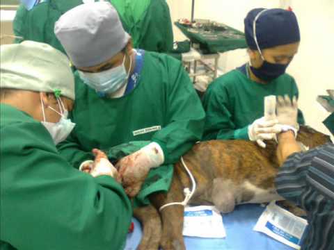 Small Animal Surgery 2 Laboratory.wmv - YouTube