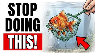 9 Things That Are Slowly Killing Your Fish (NEVER Do This) 5 Things Goldfish Owners Do That Are Slowly Killing Them