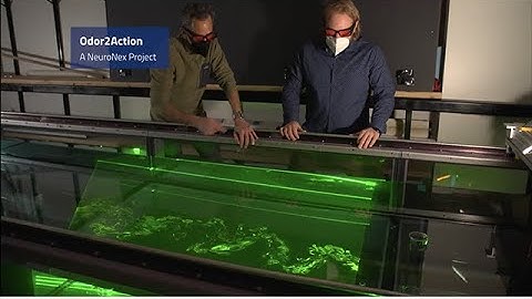 Odor2Action Network: Discovering Principles of Olfactory-Guided Natural Behavior