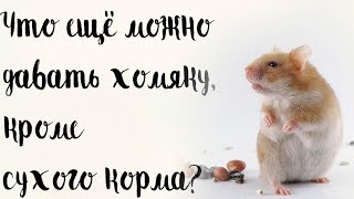 Что ещё можно давать хомяку, кроме сухого корма