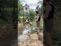 Truy Tìm Cá Sấu Khổng Lồ Ăn Thịt Người #shortvideo #funny