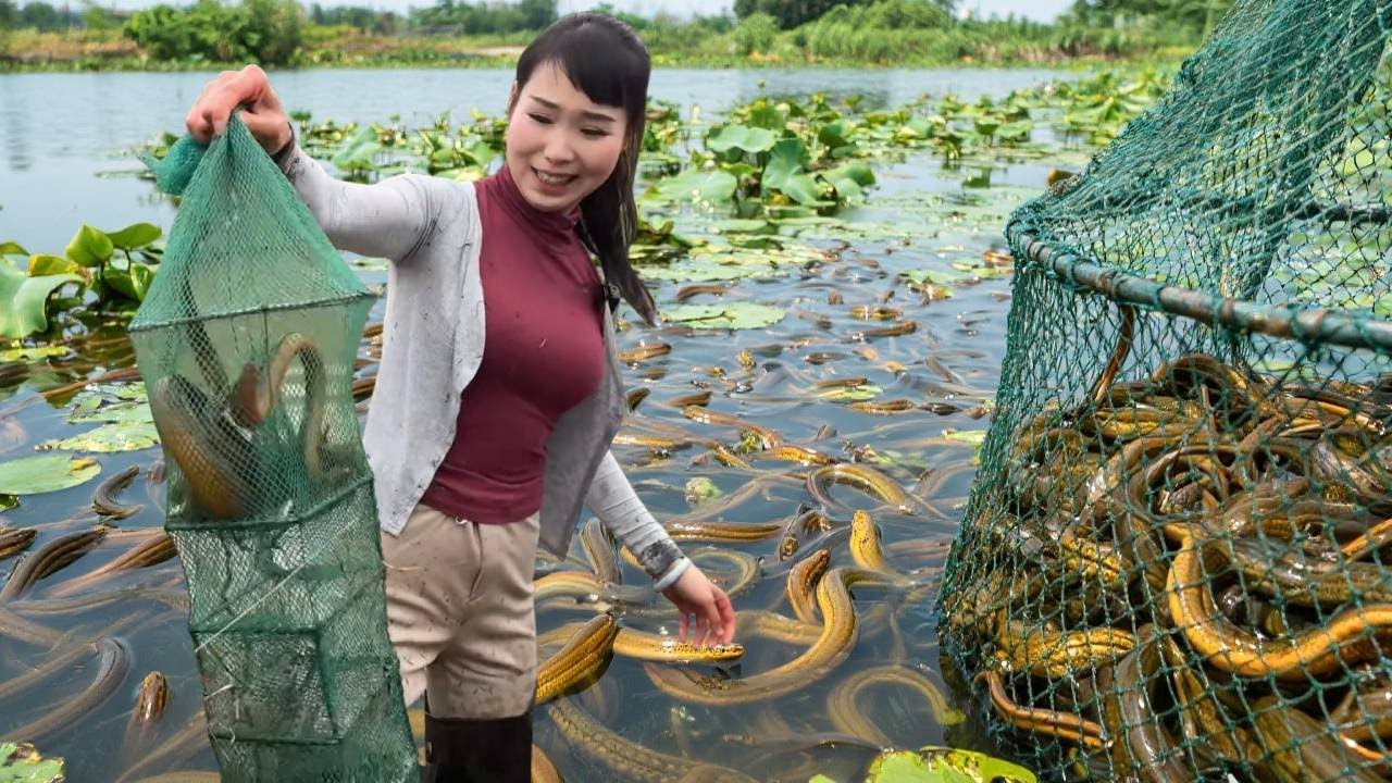美女盘荒鱼塘抓黄鳝，没想到运气爆表，收获一筐黄鳝一筐小龙虾！#农村生活#户外抓鱼