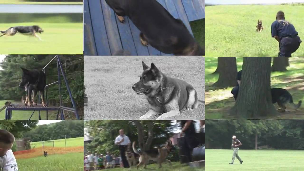 18 Annual Connecticut K9 Olympics 2009 Part 2 of 3 YouTube