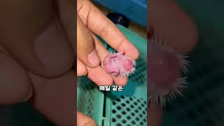 바닥에서 발견된 작은 생명