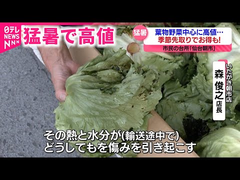 野菜】猛暑の影響で価格上昇!? 生育不良で入荷できない商品も