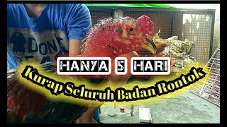 Obat Kurap paling ampuh...!!! Versi mantri ayam 🐓. 