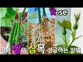 장미삽목 성공했어요,절화장미 삽목 성공 팁 대방출, How to Grow Roses From Cuttings.