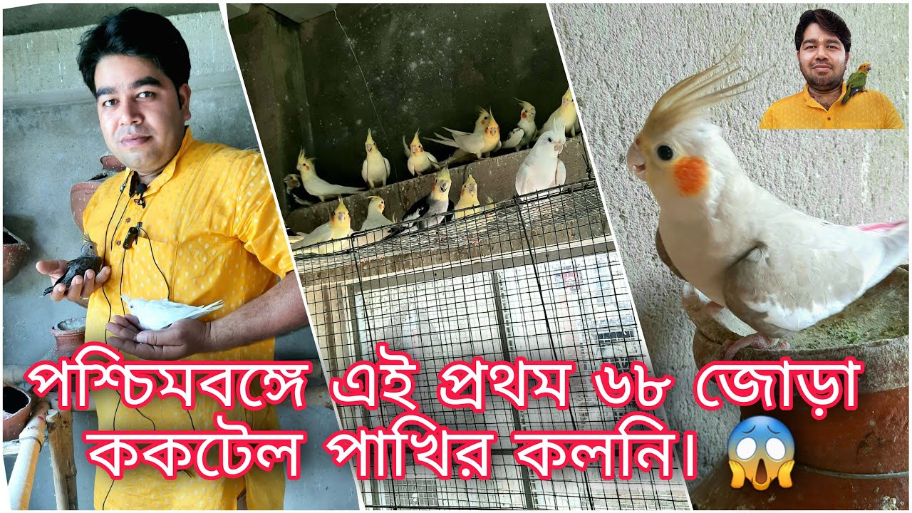 পশ্চিমবঙ্গে এই প্রথম 68 জোড়া ককটেল পাখির কলনি। PART 1 || #COCKTAIL