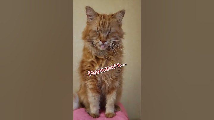 #cat#cutecat#лев#кот#пират#самый#юмор#котики#shorts