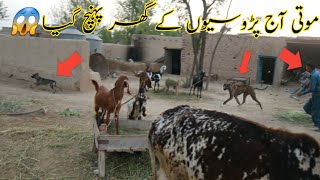 Bully Dog Attack Street Dog | Border Ke Aseel