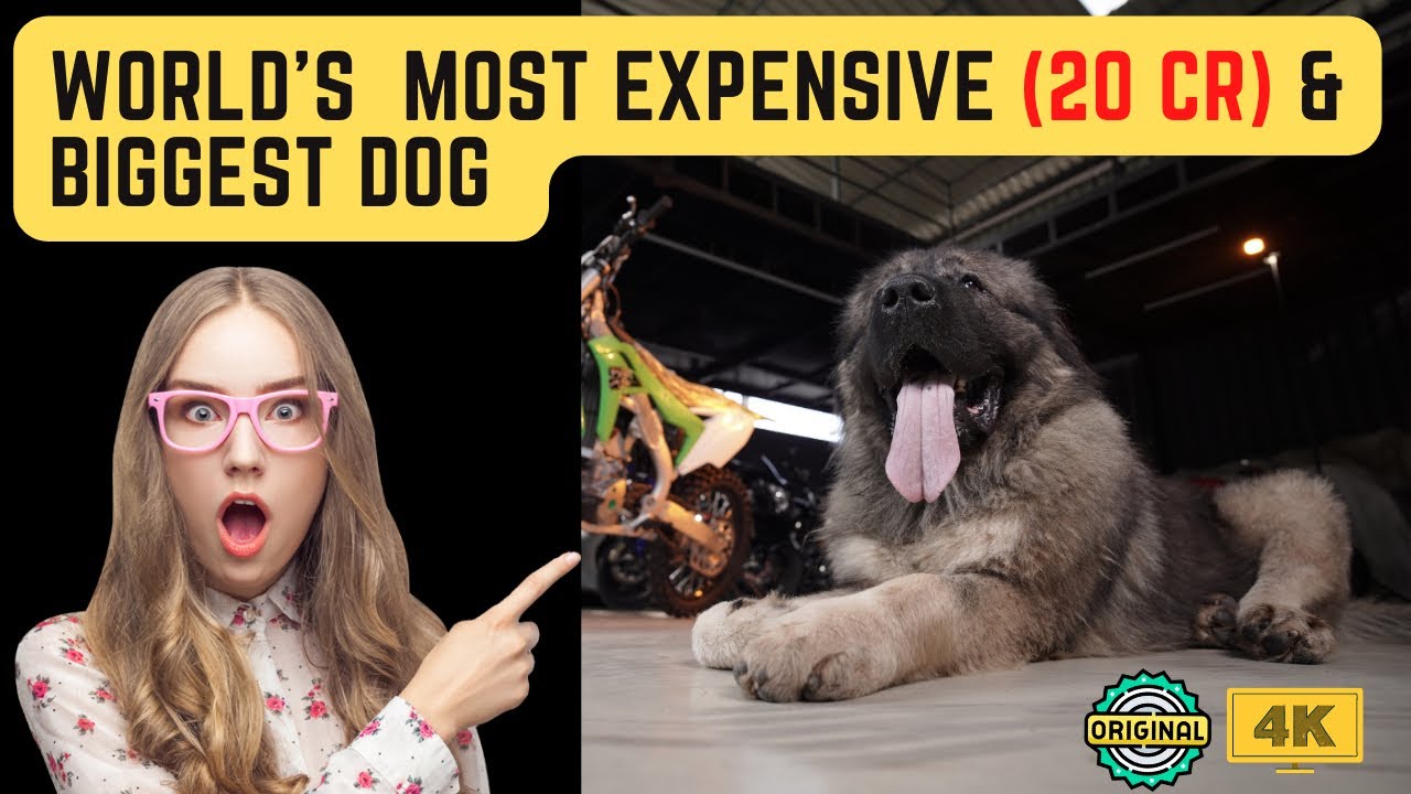 Cadaboms Hayder most expensive dog in the world 20 cr dog