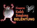 Suara kodok belentung| bangkong kintel