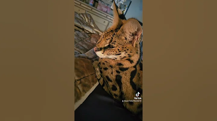 Video 3979061: servals kitten animals catlover, cat servals kitten animals, serval cat pet