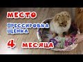 🐾 Дрессировка щенка.  Команда МЕСТО. Щенку 4 месяца