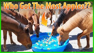 The Worlds Biggest Horse Apple Bobbing Contest