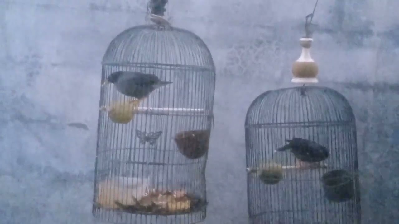 Pancingan Jalak kebo Jantan Betina