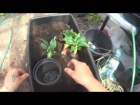 Videó: Pernettya Növényápolás – Tanulja meg, hogyan termeszthet Pernettya bokrot