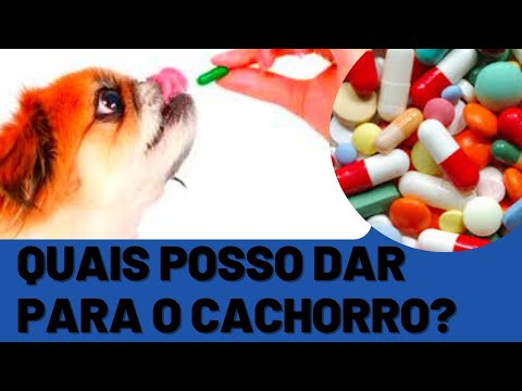 Vídeo: Como identificar um cão Cane Corso
