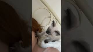 Gatinho Brincando com Orelha da Humana