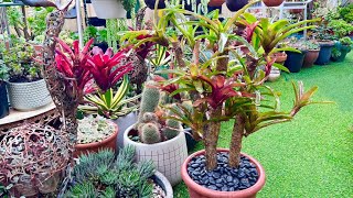 Bromeliad plants Turn into a Tree plant