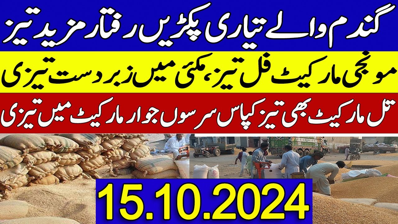 Gundam rate Munji Till Makki rates Today 2024 || New Munji Rates 2024 ...
