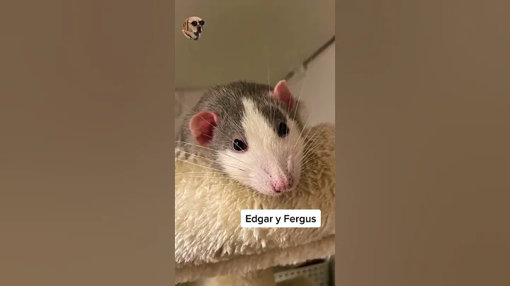 Edgar y Fergus #historiasincrei...  #mascotas #tod...