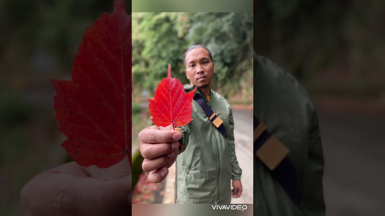 Journey to Dasyueshan forest Taichung Taiwan