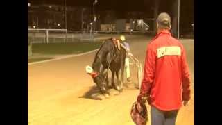 Dutch Dynamite \u0026 Fred Handelaar winnen op Drafcentrum Alkmaar - 24 mrt. 2014