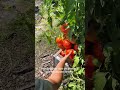 Se rieron cuando dije que mis plantas crecieron el doble en un mes. #fertilizantenatural #abonoscase