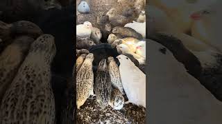 Quail birds #pets #poultry #minivlog #freerangechickens #farming