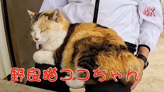 野良猫ココちゃん516 #cat #4k