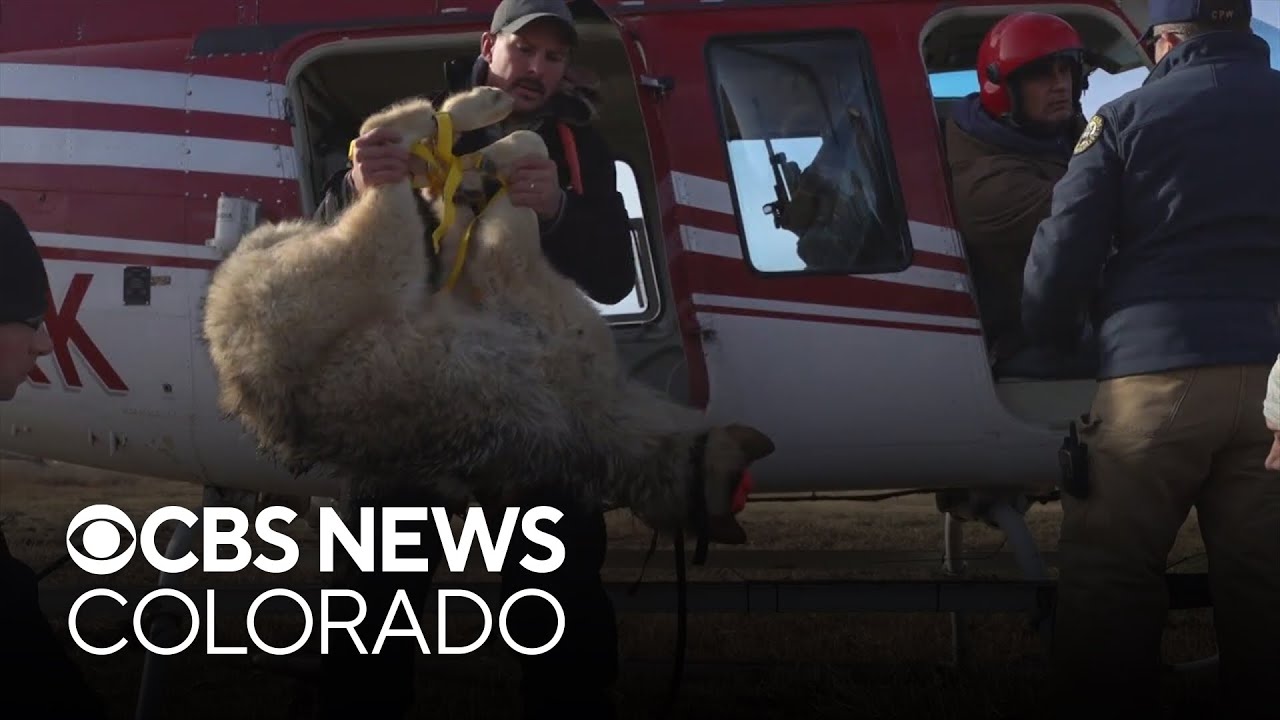 Colorado's wolf reintroduction plan costs $2.2 million more than expected