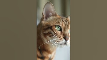 Is Catnip good for your Cat