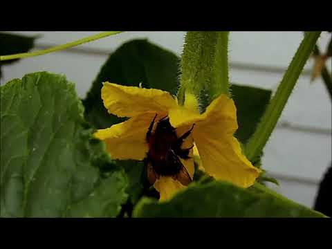 Video: Agurk anthracnose Disease – Håndtering av antraknose i agurkplanter