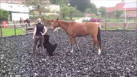 Karen Uecker "freestyle" Hund&Pferd