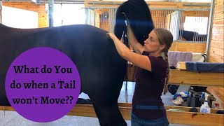 Why is it so Important for the Muscles Around the Tail to be Loose and Supple