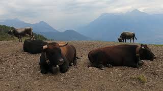 Cows Tour Du Mont Blanc Tmb
