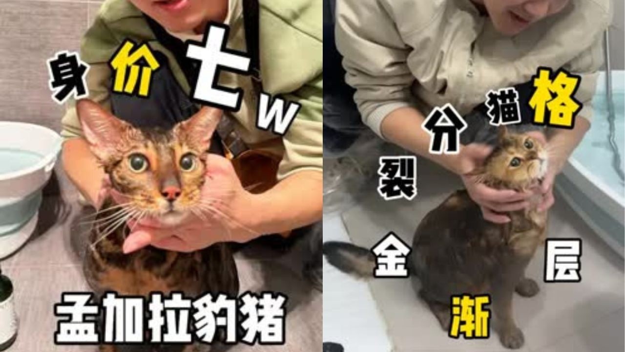 国外买回来的孟加拉豹猫 身价高到无法想象，这身材简直养的太好啦！ #洗澡  #宠物  #貓咪洗澡 #貓咪咬人 #惡貓 #上門洗貓 #寵物 #猫咪