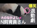 【結浜🎀やっぱりやらかす😂N飼育員さん説得退勤劇🌟ナイト】パンダラブツアー扉退勤 #ぽめぱん #PandaChannelbypomeranianfilm