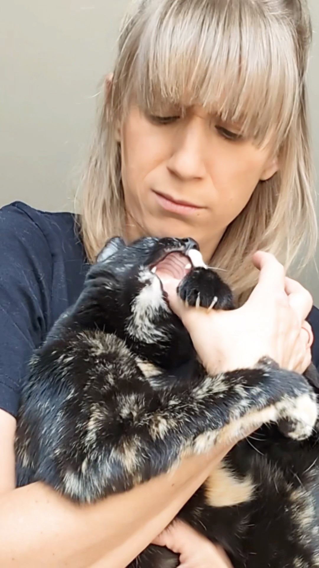 Betty wants to chew my fingers right off! Penny does have an angel face! #talkingcat