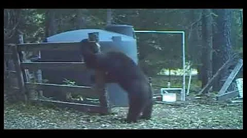 Bear gets hit in the nuts, best voice over ever