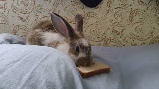 Rabbit eating Bread