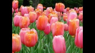 نشيد....................دعاة المعالي ...........احمد الهاجري