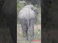 WILD ELEPHANTS #animallife #elephant #wildlife #viral #animals #foryou #travel #safari #elephantlove